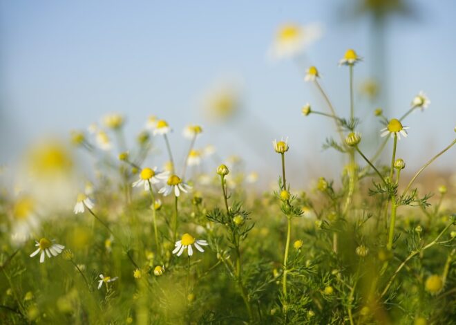 Ghidul complet pentru vindecarea naturală cu remedii pe bază de plante