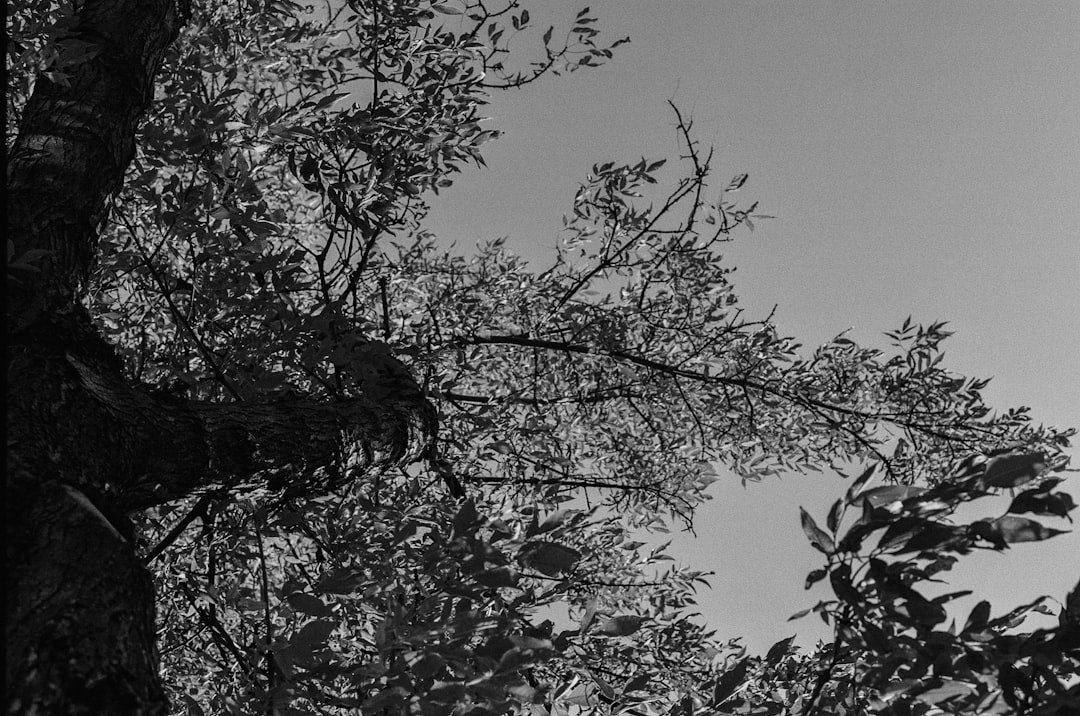 ce să mănânci după o extracție de măsea