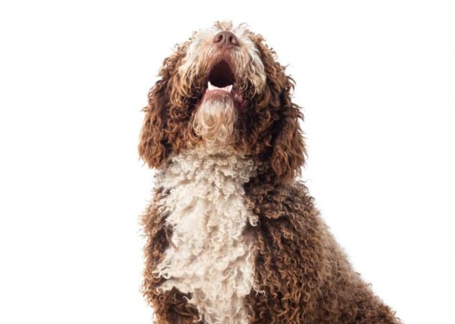 Cele mai populare rase de patrupede și caracteristicile lor