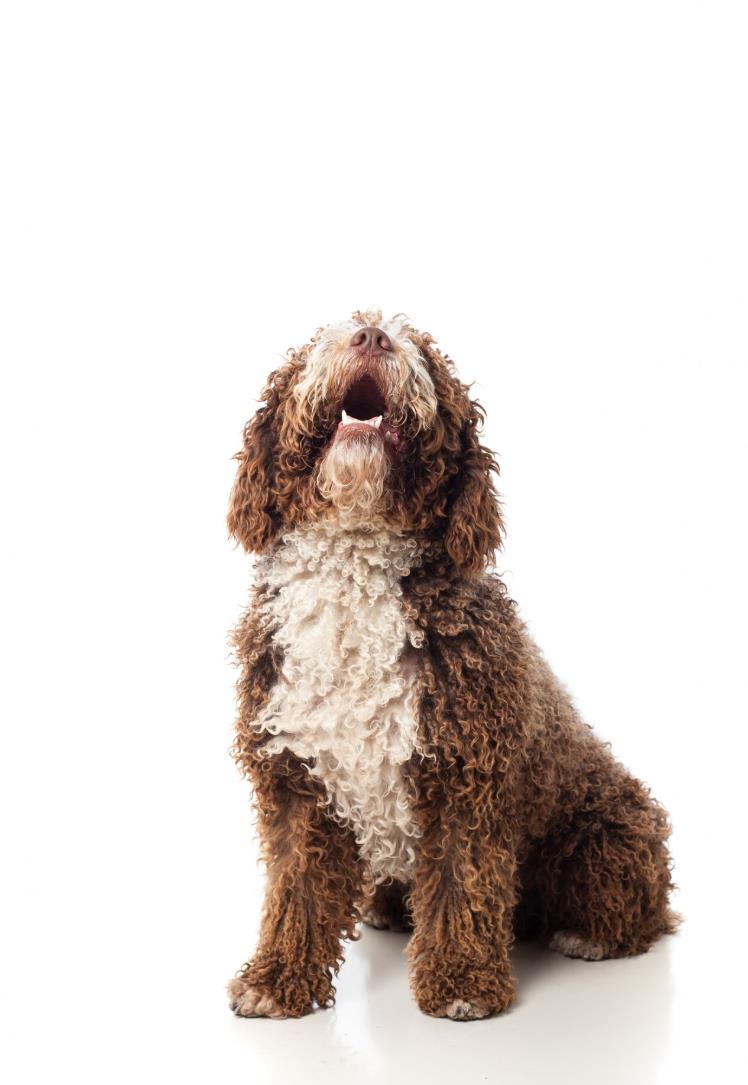 Cele mai populare rase de patrupede și caracteristicile lor