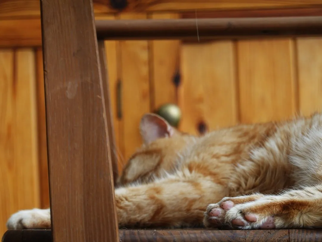 Photo sleep environment