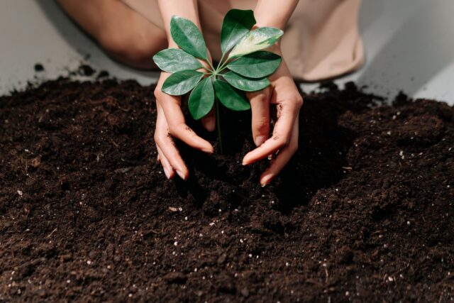Beneficiile grădinăritului asupra sănătății mintale, dincolo de plăcerea de a vedea plante crescând — MEDANET