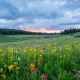 Photo nature
