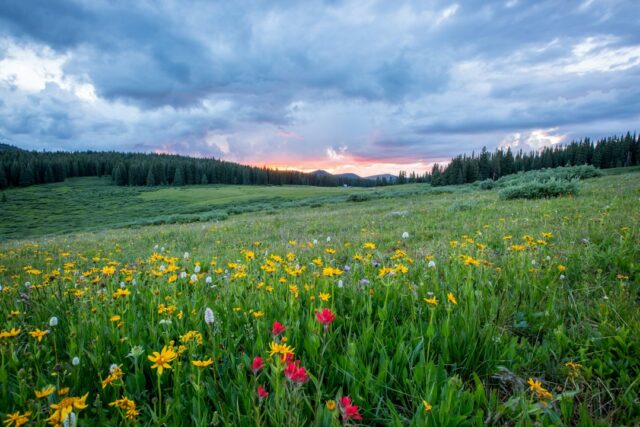 Photo nature
