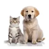 Cum faci mutarea mai usoara pentru animalul tau