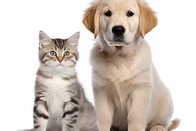 Cum faci mutarea mai usoara pentru animalul tau